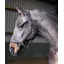 Whitaker Ready To Ride Leather Headcollar in Black