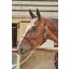 Whitaker Ready To Ride Leather Headcollar in Brown