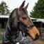 Whitaker Bradshaw Extra Full Cob Headcollar in Black