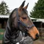 Whitaker Bradshaw Extra Full Headcollar in Blue